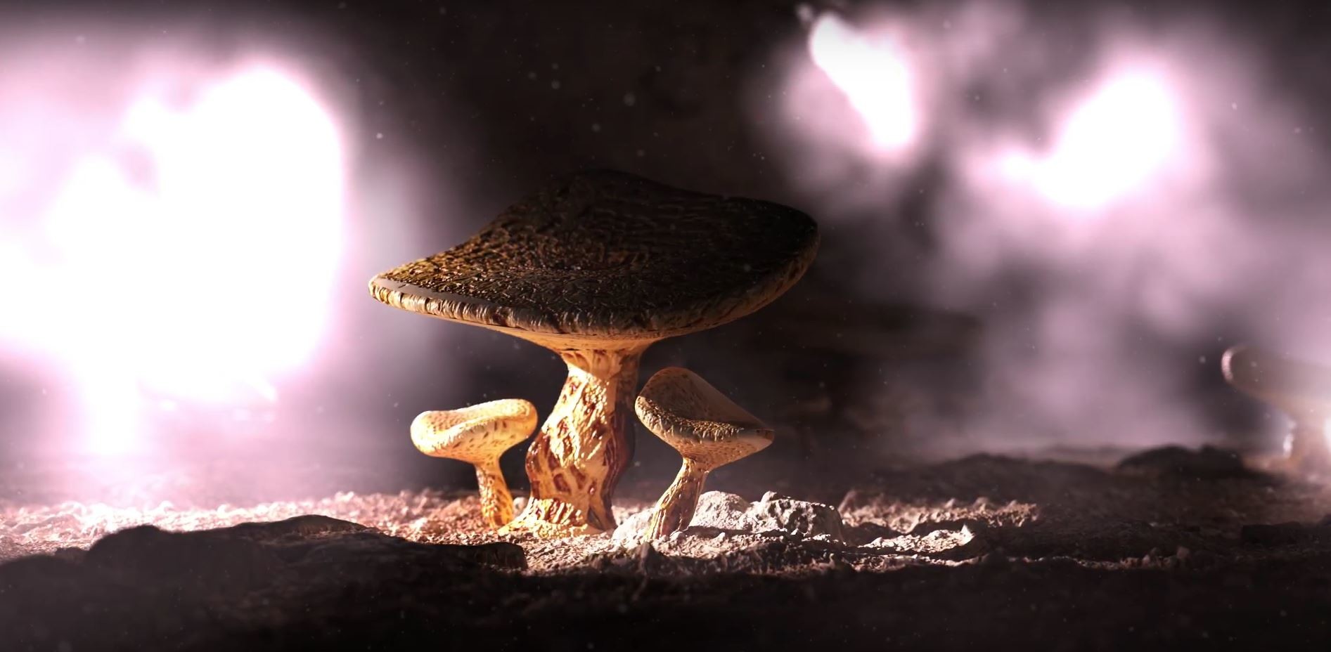 magic-mashroom-pilz